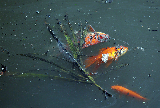 Cá chép chết nổi khi vừa được thả ở sông Tô Lịch